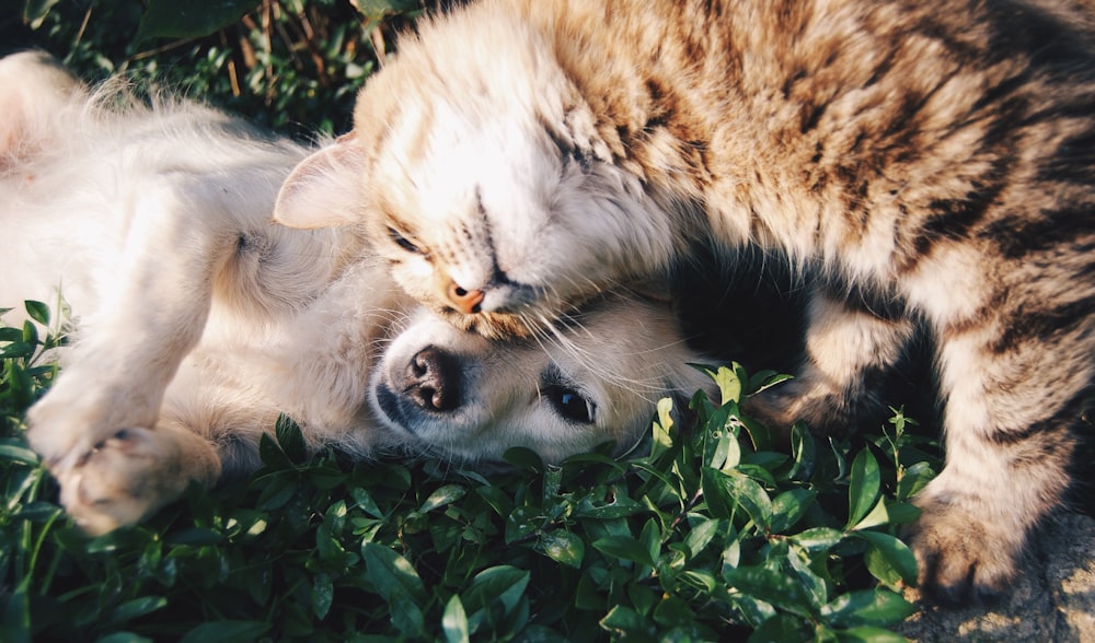 Kit Pet Completo para Cães e Gatos III